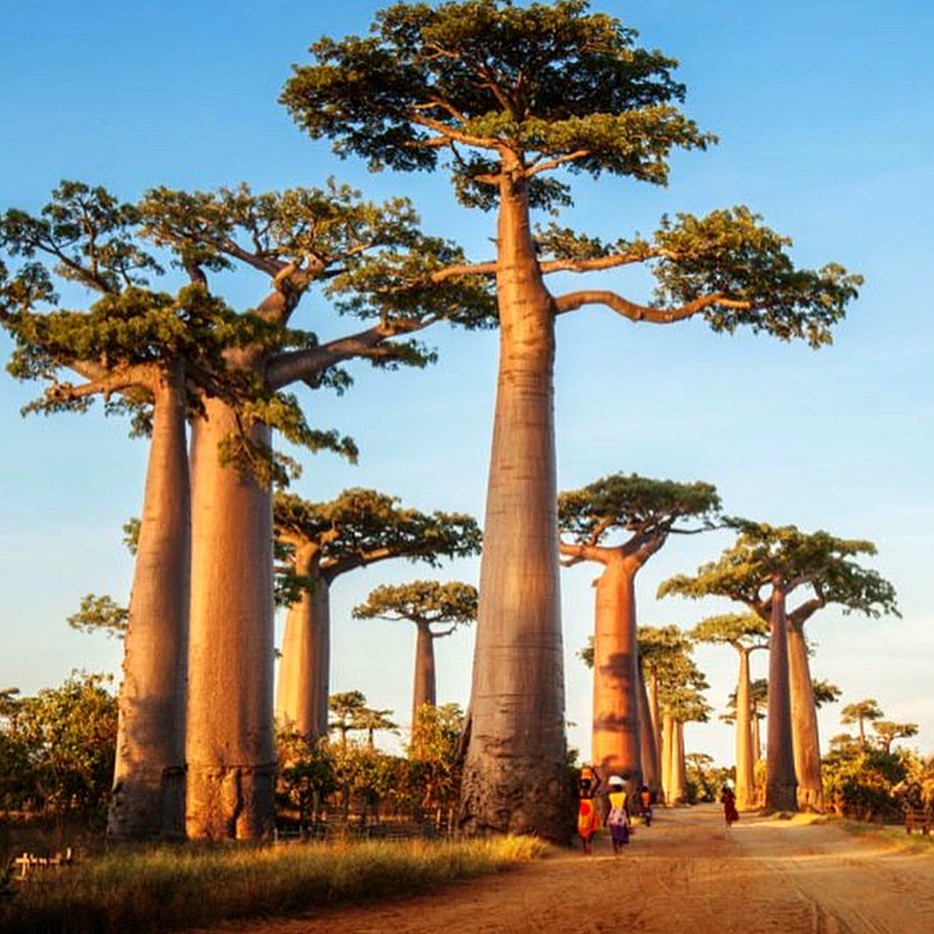 Exotic Baobab Beads